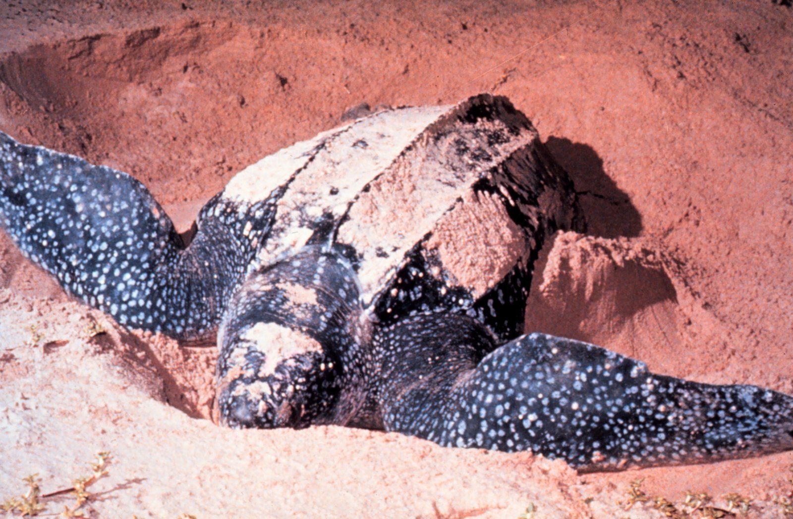 turtle in Tamarindo