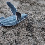 Wildlife Tours in Tamarindo