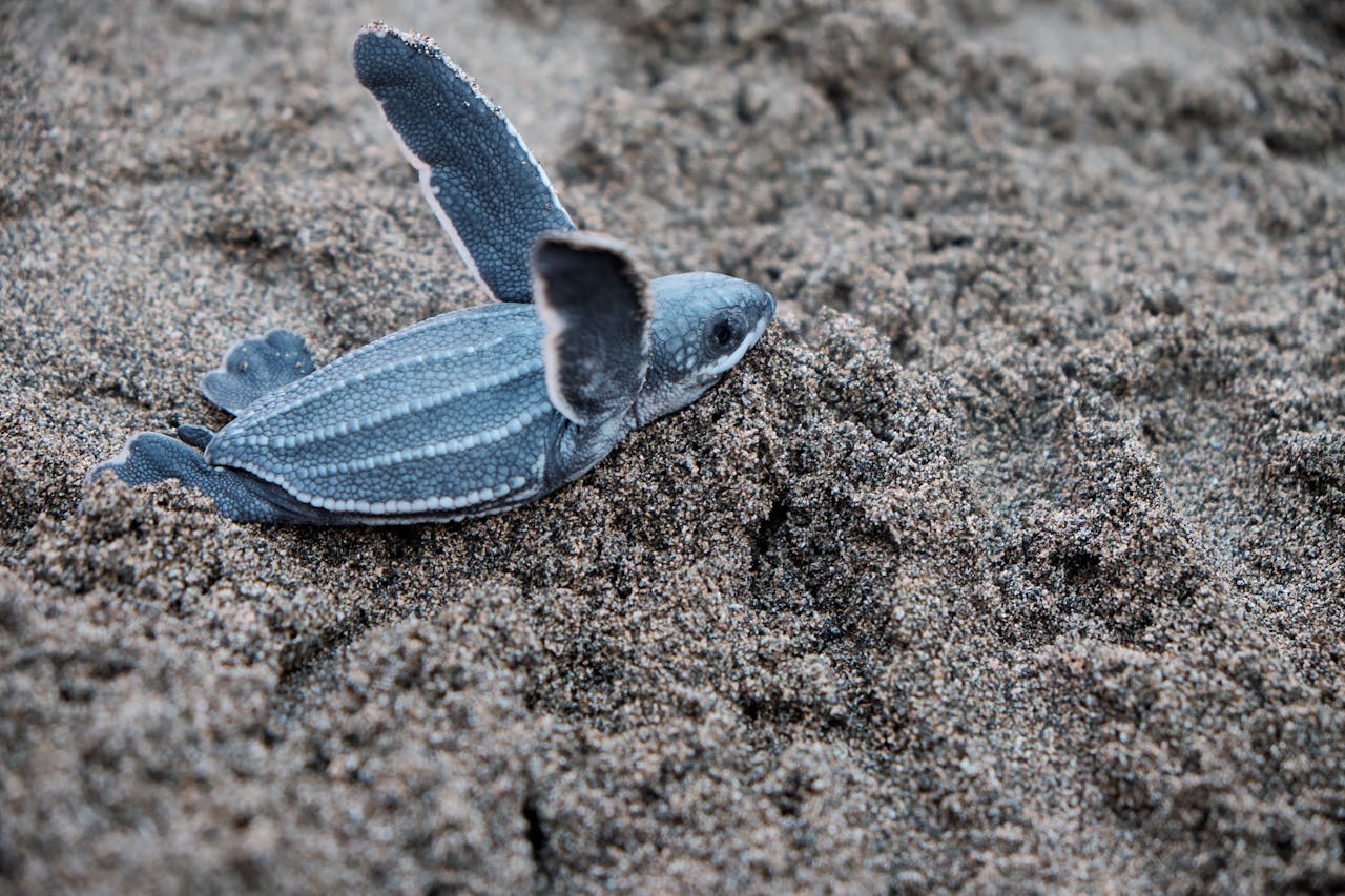 Wildlife Tours in Tamarindo