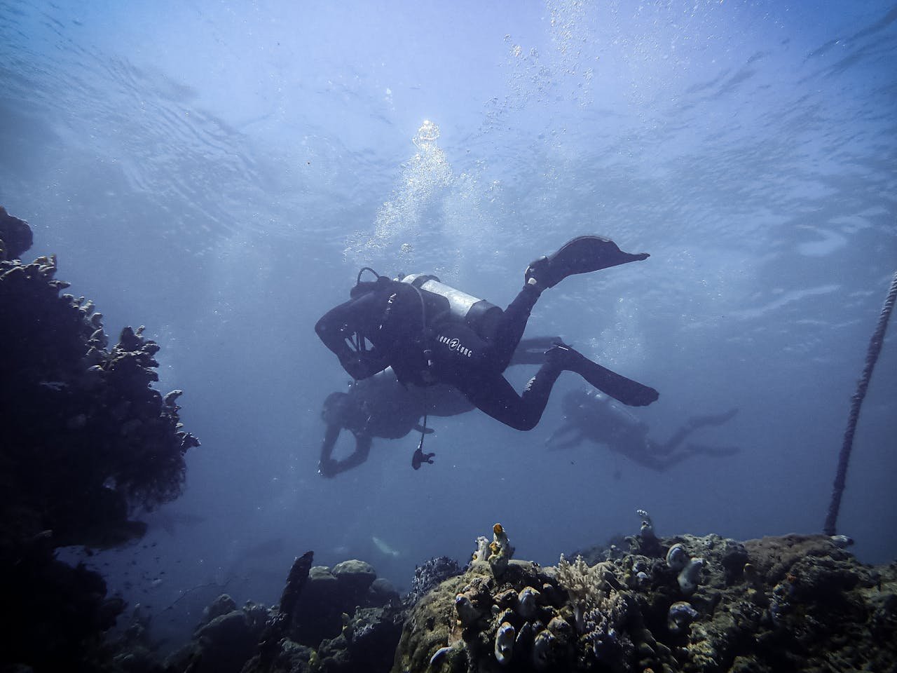 Diving - Snorkeling at Catalina Islands