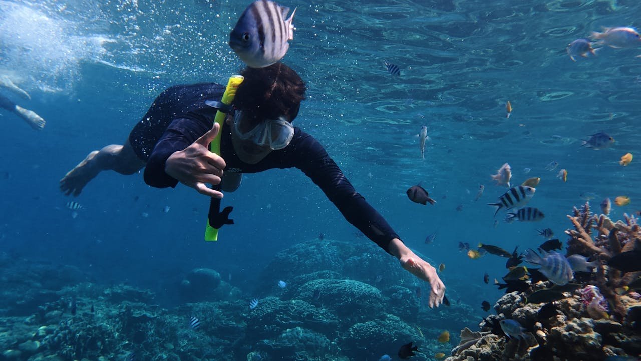 Diving - Snorkeling at Catalina Islands