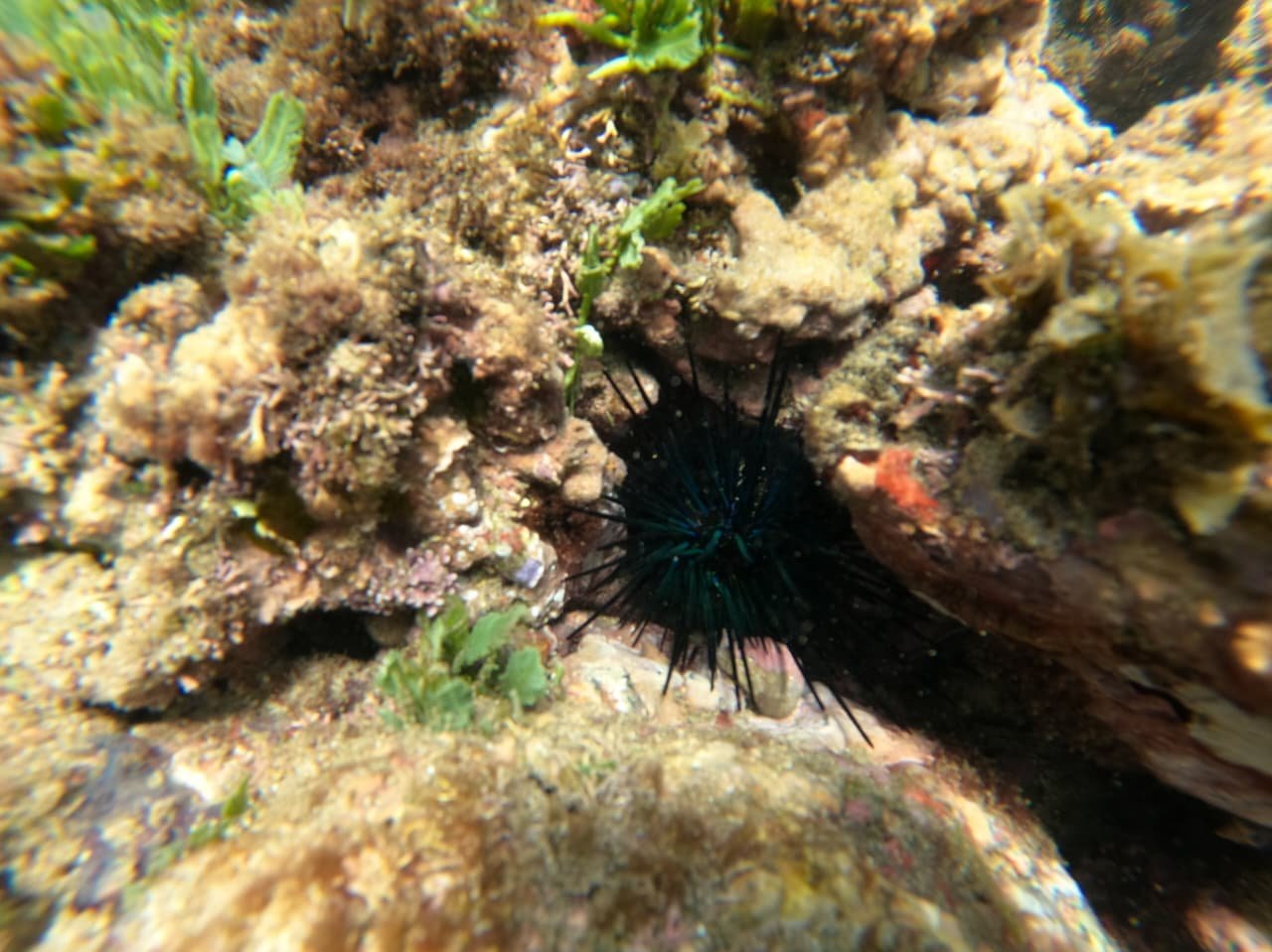 Capitan Island snorkel - Deep sea animals