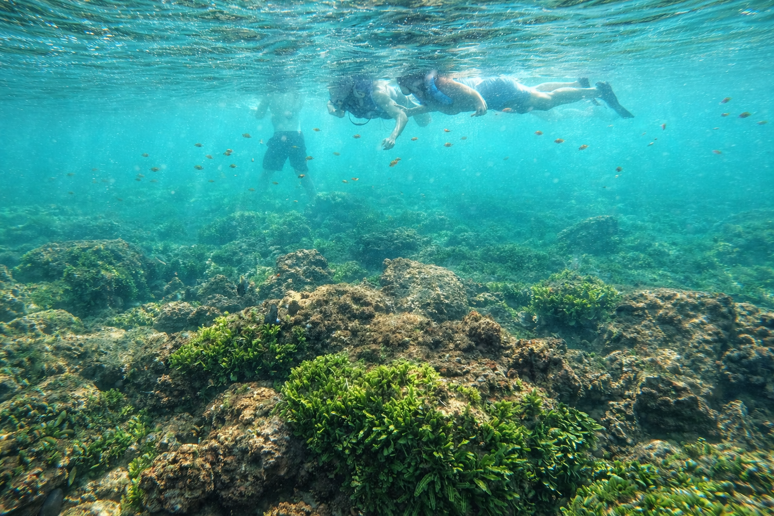 Capitan Island snorkel