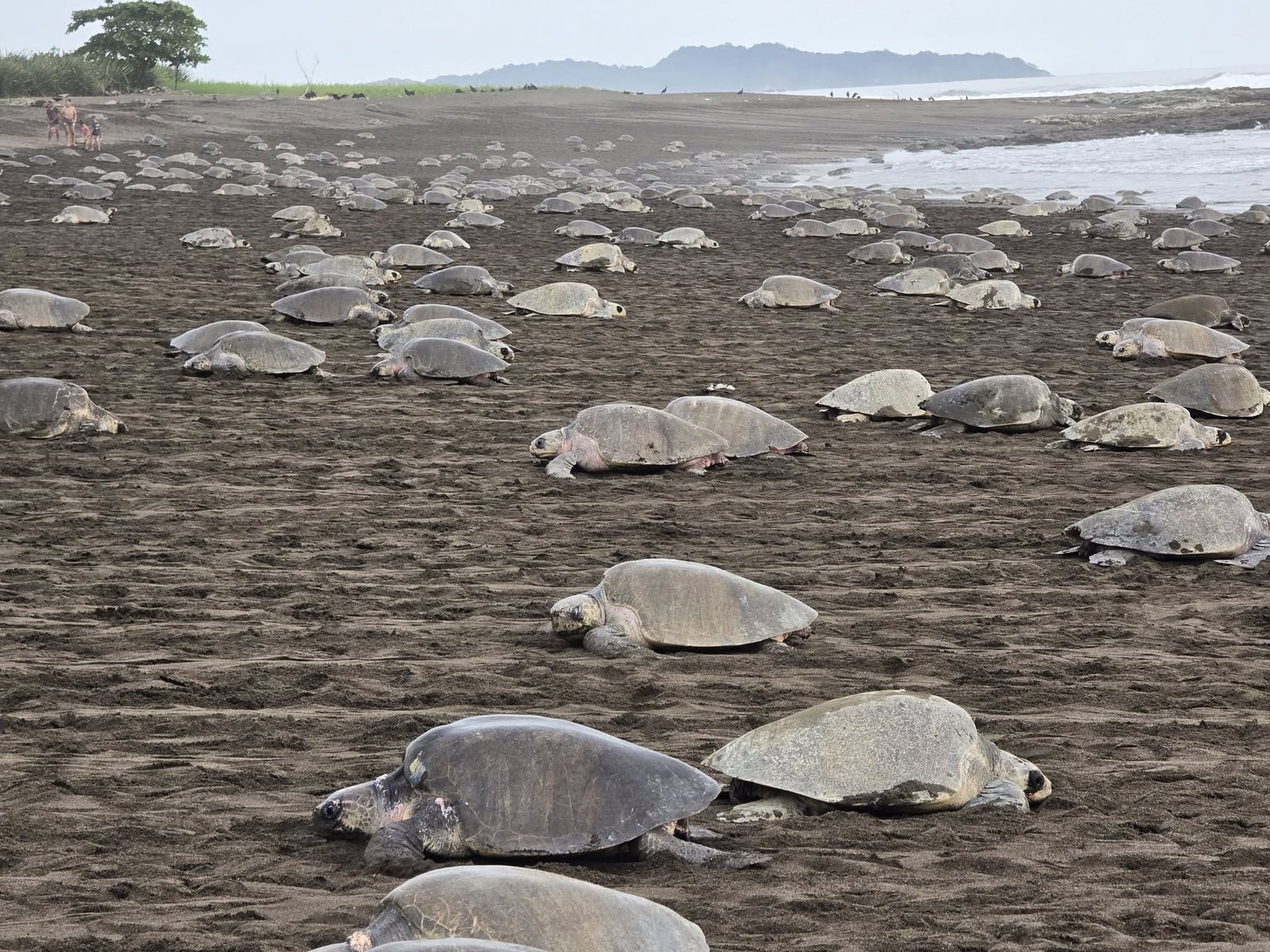 turtle babies